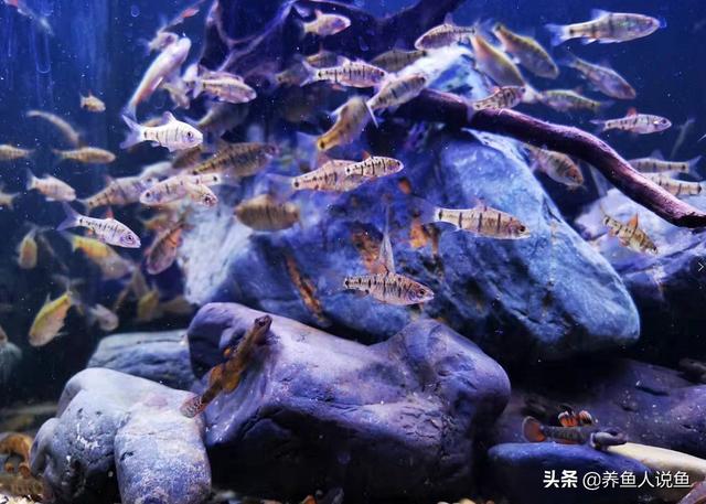金鱼身上有白点:金鱼白点病会短期反复吗？