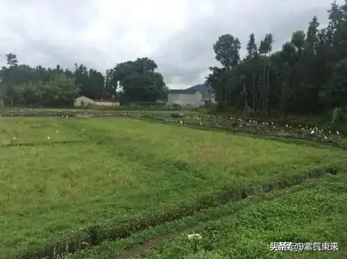 北京宠物狗养殖基地油蛤遭哄抢:你住城市里，因新冠肺炎流行许多人回乡下，你觉得住在哪里好？