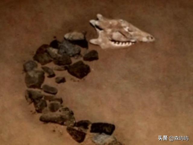 猪婆龙:中国五千年文化龙的图腾是怎么演化来的？