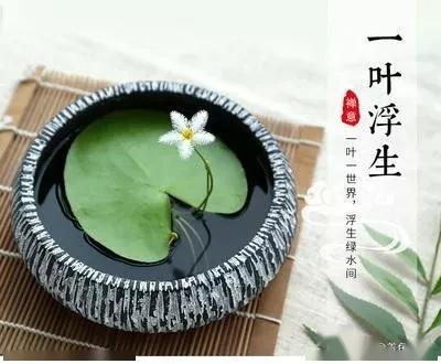 一叶莲用什么土养？