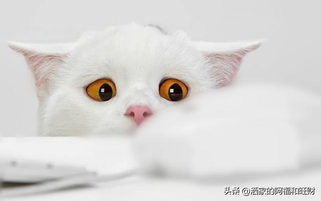 猫狗宠物知识问答:养狗新手最在意的是什么问题？