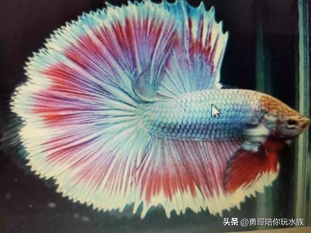 五彩缤纷的泰国斗鱼图片:原生鱼界扛把子，中国斗鱼的魅力为何如此大？泰国斗鱼逊色在哪？