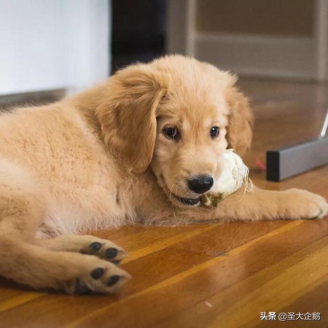 两岁金毛犬价格:2018年金毛犬幼犬的价格是多少？有哪些购买渠道？