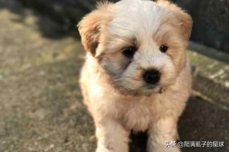 星期狗是什么意思:宠物市场为什么专门卖星期狗？