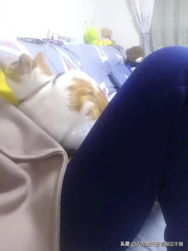 猫咪恨主人的十种表现蓝猫:猫咪会把主人当成妈妈吗？会有什么表现？