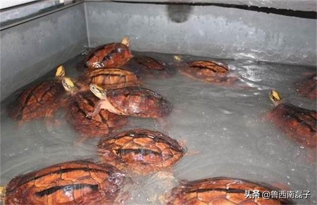 海南金钱龟图片大全大图:都是乌龟，为什么金钱龟要比其他的龟贵好多倍？