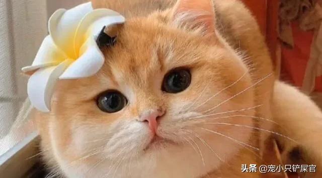 被家猫咬了:小孩被家猫咬到手需要打疫苗吗？