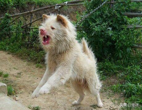 下司犬图片:纯种下司犬图片 我国纯种的下司犬和虎斑犬还有多少只？为什么不是特别普及的呢？