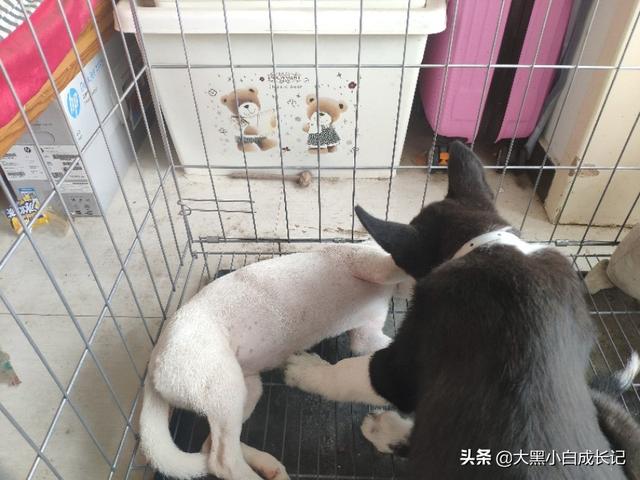 淘宝网狗笼:淘宝买狗狗运过来的中途不会饿死吗？