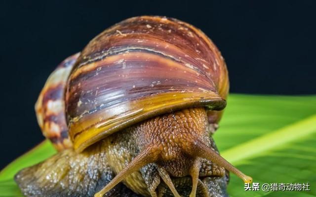 非洲王子宠物饲养知识:非洲大蜗牛为什么不能摸？ 非洲王子最佳饲养方法