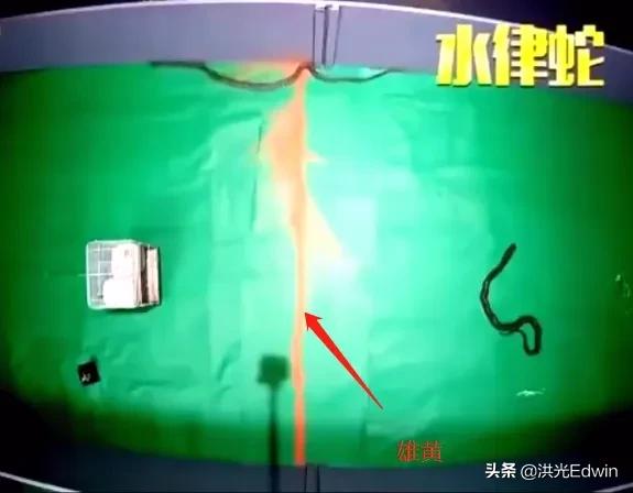 隐孢子虫病:蛇怕鹅到底是怕鹅的哪方面？它的粪便真的能够杀死蛇吗？
