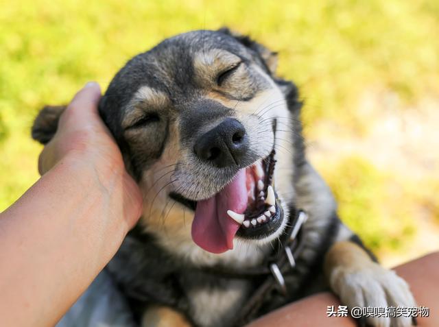 狗狗健康成长100问:春天狗狗最容易得什么病？