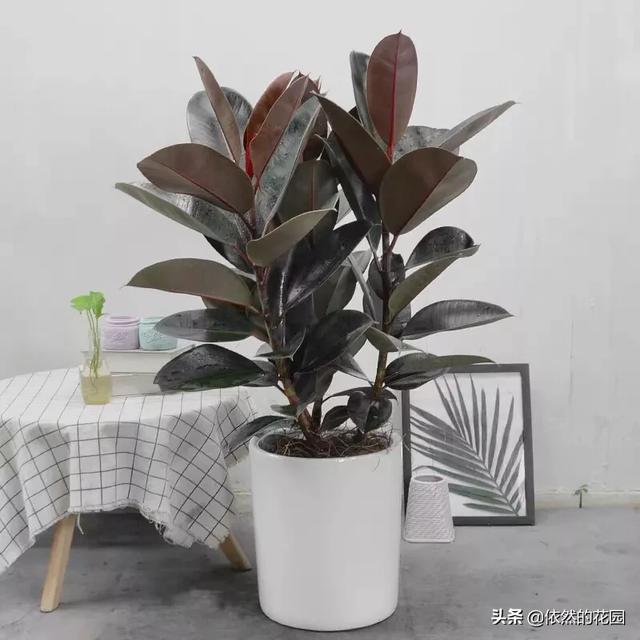 印度榕树有什么特点:古印度人是什么人种？古印度人是怎么出现的？