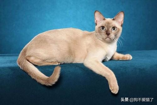 猫鼻支试纸多少钱一个:猫咪患上了猫鼻支可以用人类的药吗？