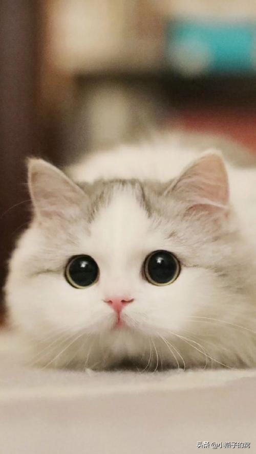 养猫注意事项:饲养猫咪，有哪些禁忌不能犯？ 养猫注意事项 寄生虫