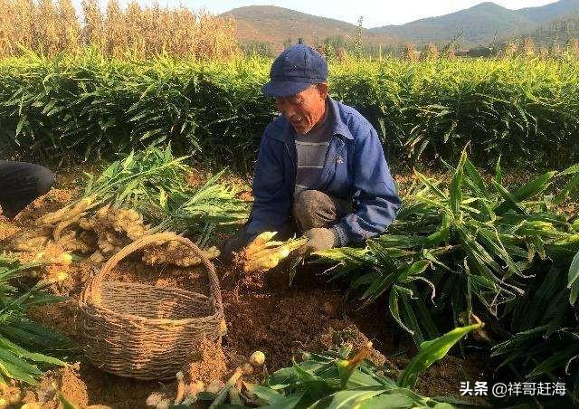 2020种植什么前景最好？