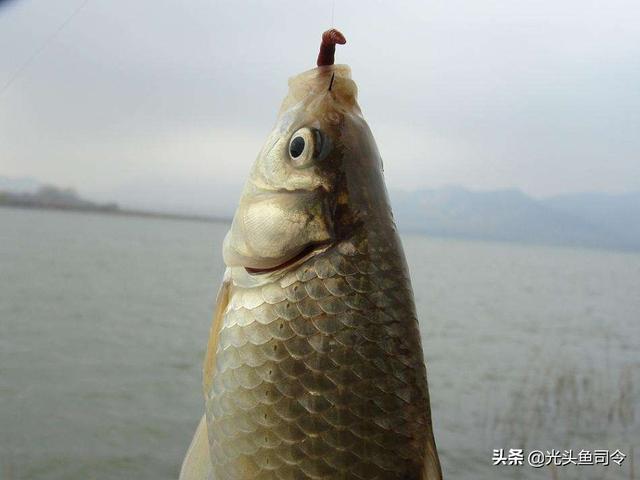 霸王刺皮鱼钓鱼熟练:霸王刺皮鱼在哪里钓 用红虫钓鱼，对人有危害吗？