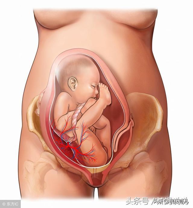男子活剖孕狗拍视频截图:怀孕38周了，可以剖腹了吗？该怎么做比较好？