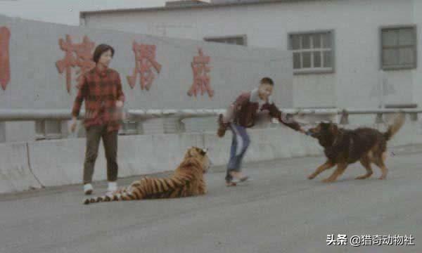 虎獒:很多狗都怕老虎，为什么藏獒不害怕？有何依据？