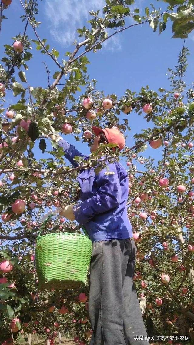 头条问答 - 农村种植苹果树,采收后如何对果园加强管理?(17个回答)