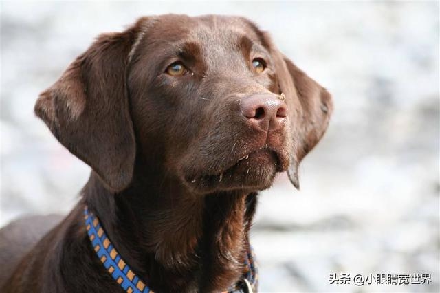 拉布拉多犬价格:买一只纯种拉不拉多犬大概多少钱啊？