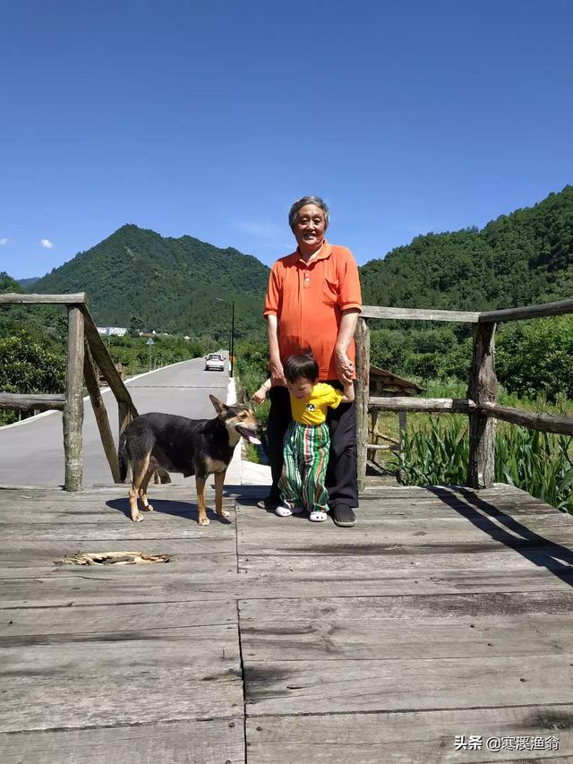 法兰德斯牧牛犬造句:好的牧羊犬可以代替人放羊吗？