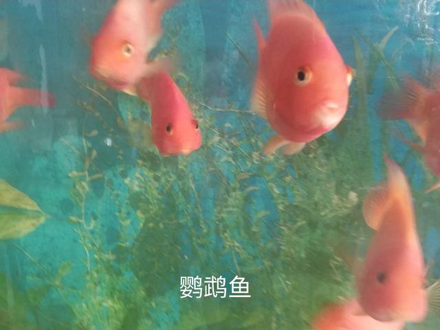 冷水鹦鹉鱼图片大全:冷水鹦鹉鱼图片大全大图 冷水鹦鹉鱼和草金还有锦鲤鱼的区别是什么？