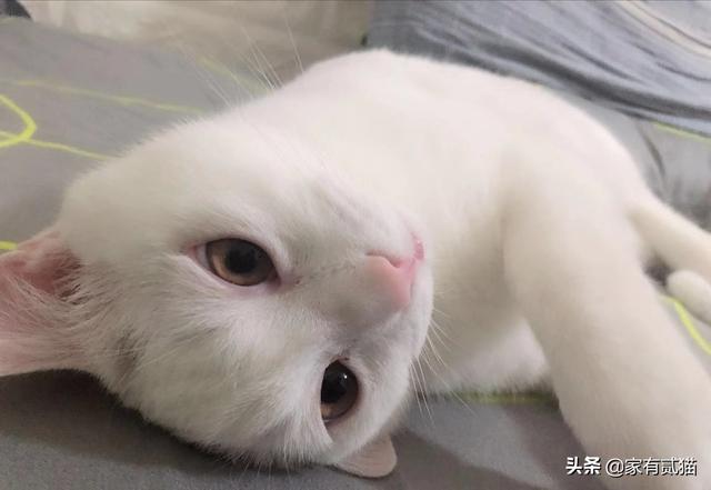 绝育猫咪踩奶是什么意思:猫咪绝育了踩奶怎么回事 胖猫不停的踩奶是什么情况？
