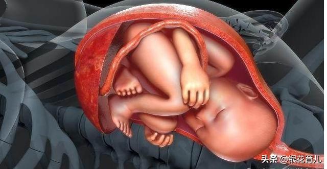 男子活剖孕狗拍视频截图:怀孕38周了，可以剖腹了吗？该怎么做比较好？