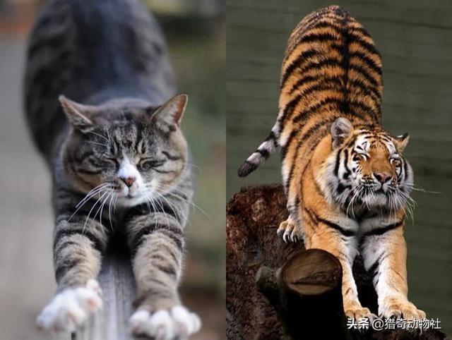 萌萌的猫耳朵猫咪照片:为什么大型猫科动物的耳朵是圆的，中小型猫科动物的耳朵是尖的？