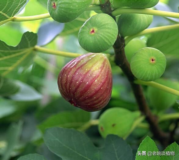 无花果的花,无花果为什么有果但却无花呢？