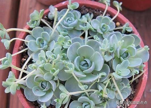 肉锥花属:有关多肉植物的生长习性？