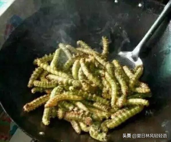 蜂鸟鹰蛾幼虫图片:您知道这是什么虫吗？偶然发现的？