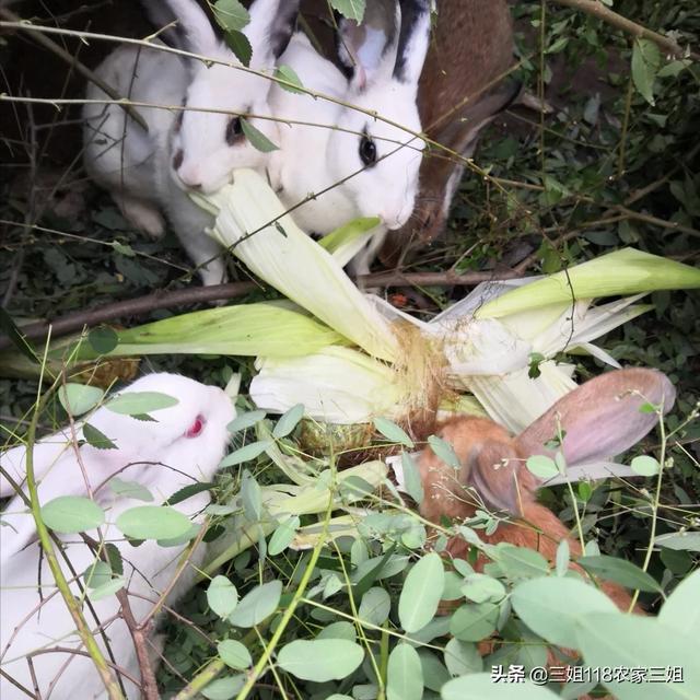 宠物兔养殖基地的兔舍常见形式:一百只种母兔需要多大的场地？有什么注意的吗？