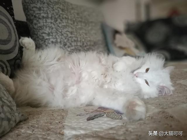 猫耳属性无修版小游戏攻略:猫耳洞是什么样子的，为什么叫猫耳洞？