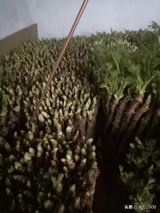 刺老芽这种野菜 如何大面积人工种植 前景怎么样 头条问答