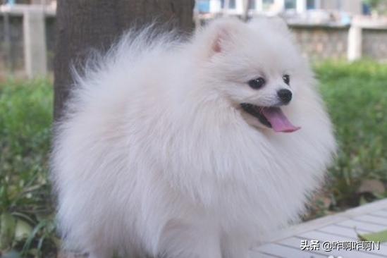 博美犬美容(博美犬美容造型)