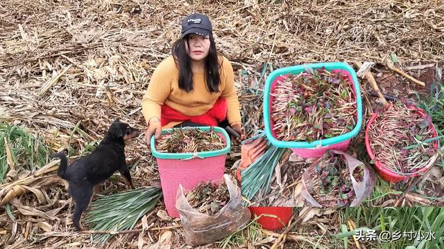 江南水八仙分别是哪些食材，鱼腥草在哪个地方作为蔬菜