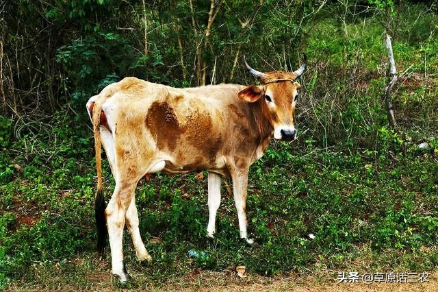 育肥牛饲料配方:养牛想让牛长得快一点该喂什么饲料？