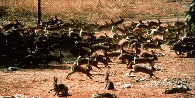 10只兔子恐怖照片，澳洲被近百亿只兔子折腾了几十年，吃真的能解决它们吗