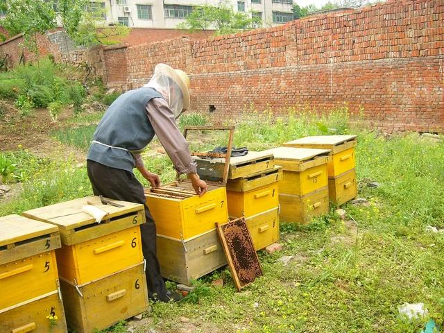 你还了解有关蜜蜂的知识吗:中华蜜蜂有什么价值？你了解中华蜂吗？