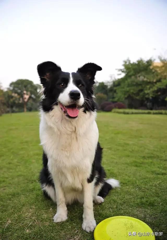 犬蛔虫病用什么药:小狗肚里的虫子不吃药自己能好吗？