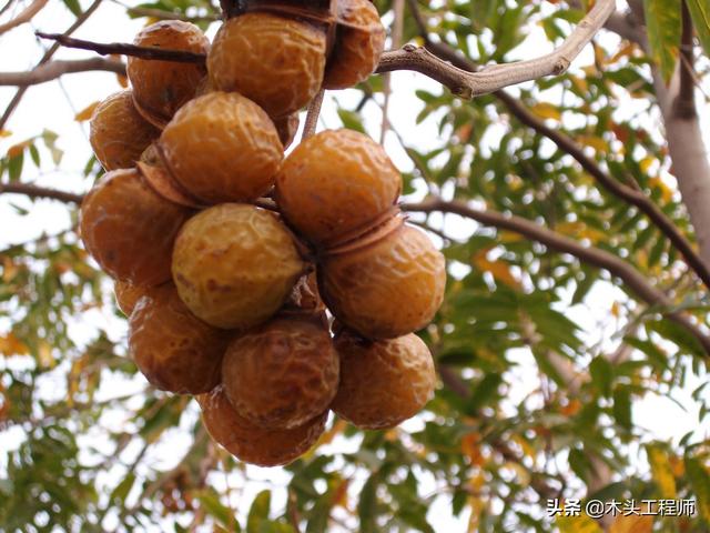 头条问答 - 太行山上有一种学名无患子,又叫鬼见愁的树吗?
