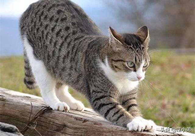 养猫记 by angelo:小猫从几个月开始养最好养，长大最亲人？