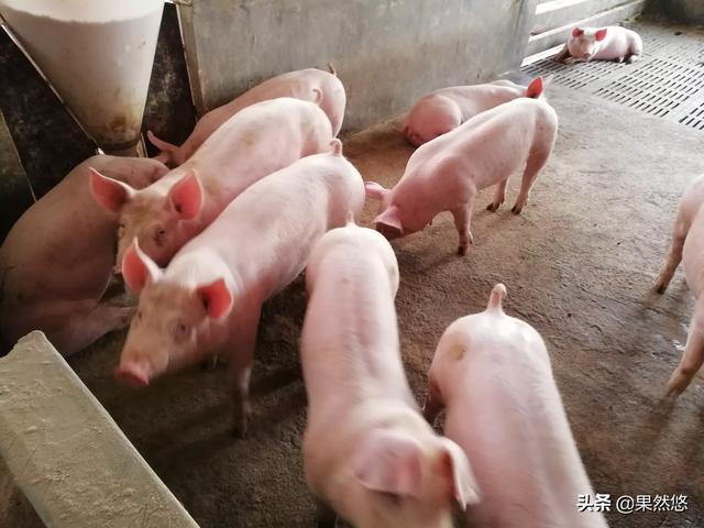 小猪拉稀不吃食怎么办？插图4