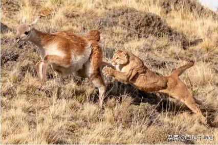 金猫和狞猫:鼬科动物会对猫科动物构成威胁吗？为什么？