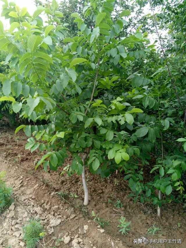 8年的核桃树长的核桃又小又少,是什么原因导致的