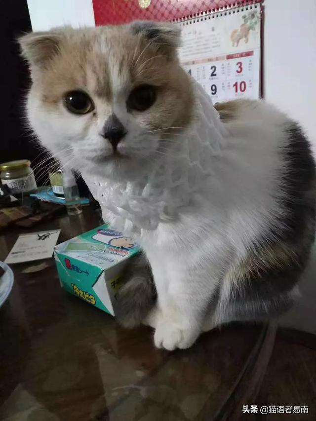 卡尔特猫和蓝猫生出的宝宝什么样:家猫跟蓝猫配生出什么样的猫几率大？