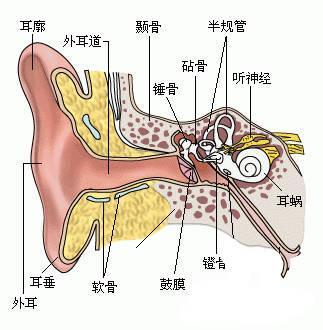 其他網友回答:多看看耳科趙醫生的視頻.