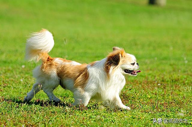 霍邱偷狗贼:为何偷狗如此猖獗的情况下，有人为偷狗贼辩护？